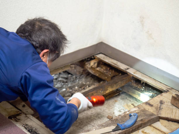 Professional Mold Removal in Porterdale, GA