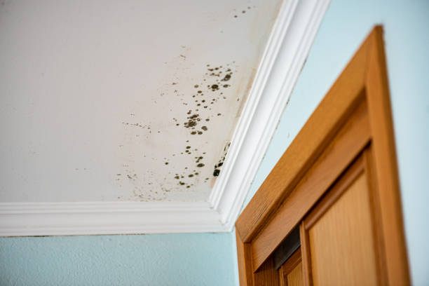 Best Toxic Mold Removal  in Porterdale, GA