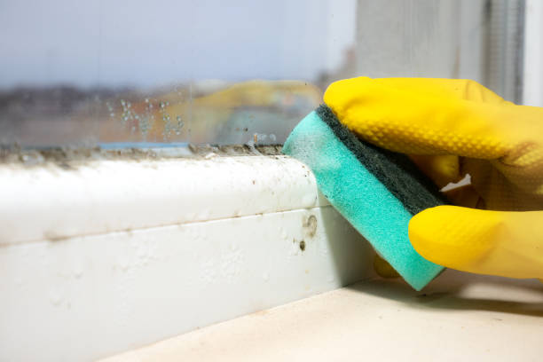 Best Mold Removal Process  in Porterdale, GA