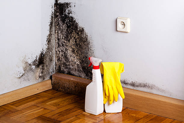 Mold Removal and Inspection in Porterdale, GA